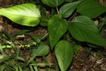 Laportea interrupta