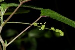 Laportea interrupta