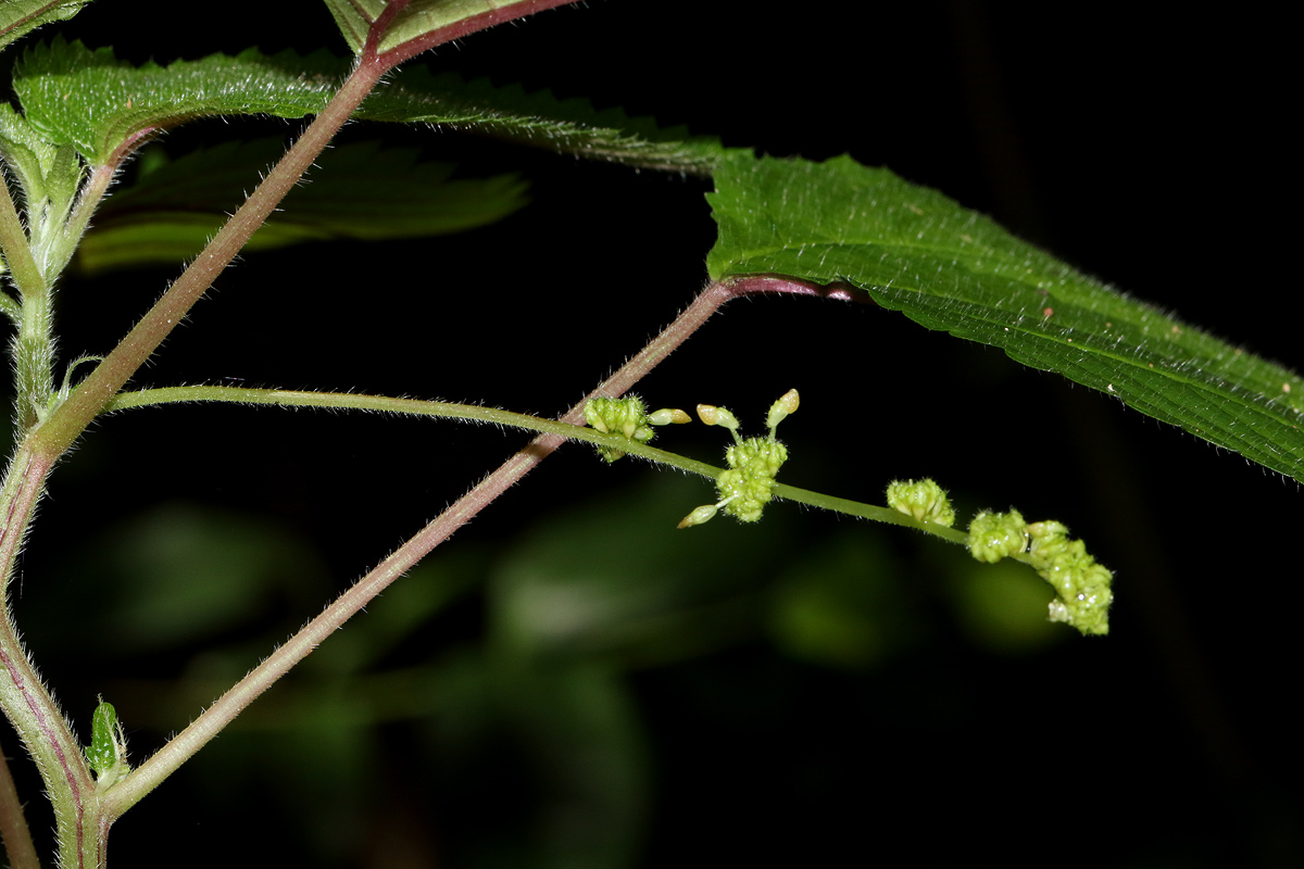 Laportea interrupta