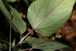 Laportea interrupta