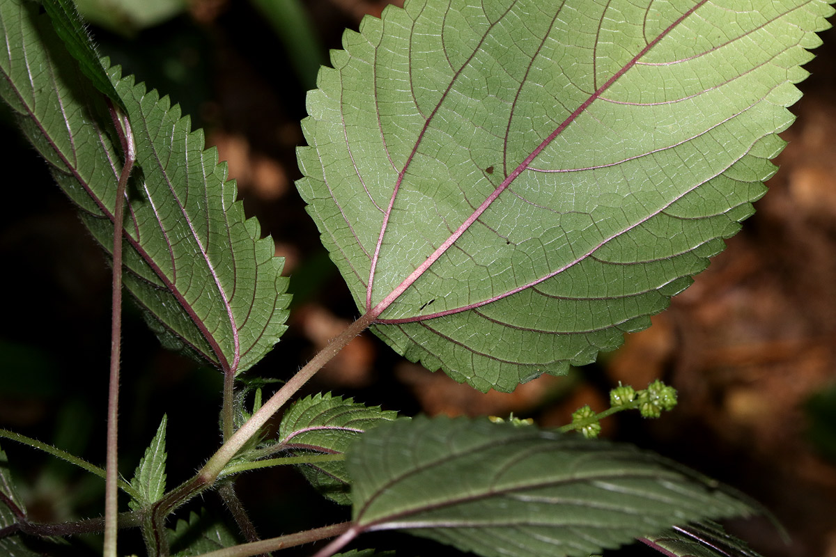 Laportea interrupta