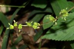 Laportea interrupta