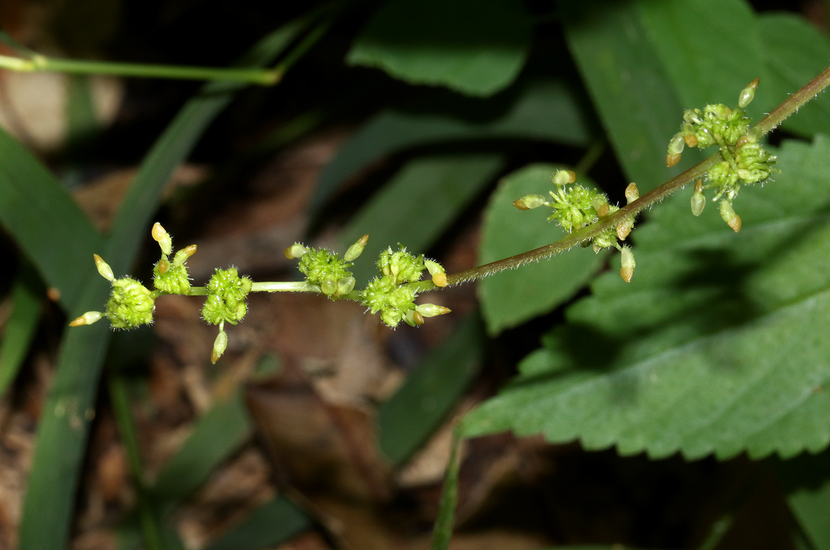 Laportea interrupta