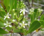 Lumnitzera racemosa