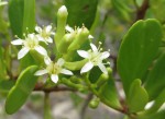 Lumnitzera racemosa