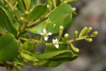 Lumnitzera racemosa