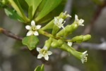 Lumnitzera racemosa