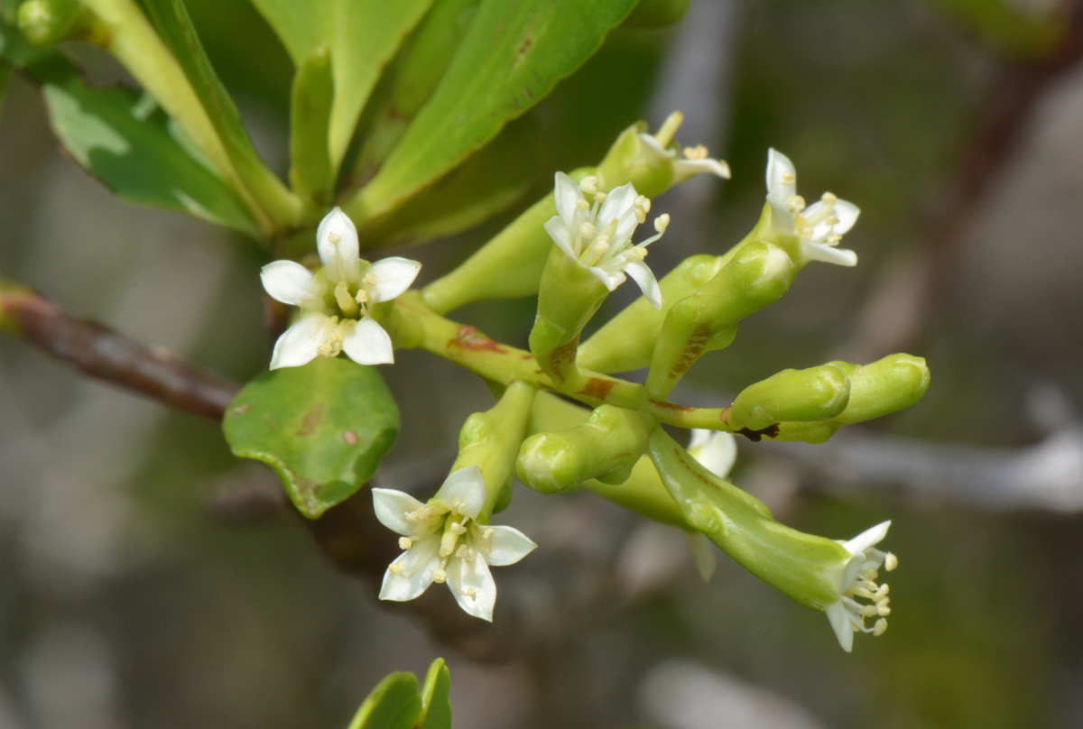 Lumnitzera racemosa