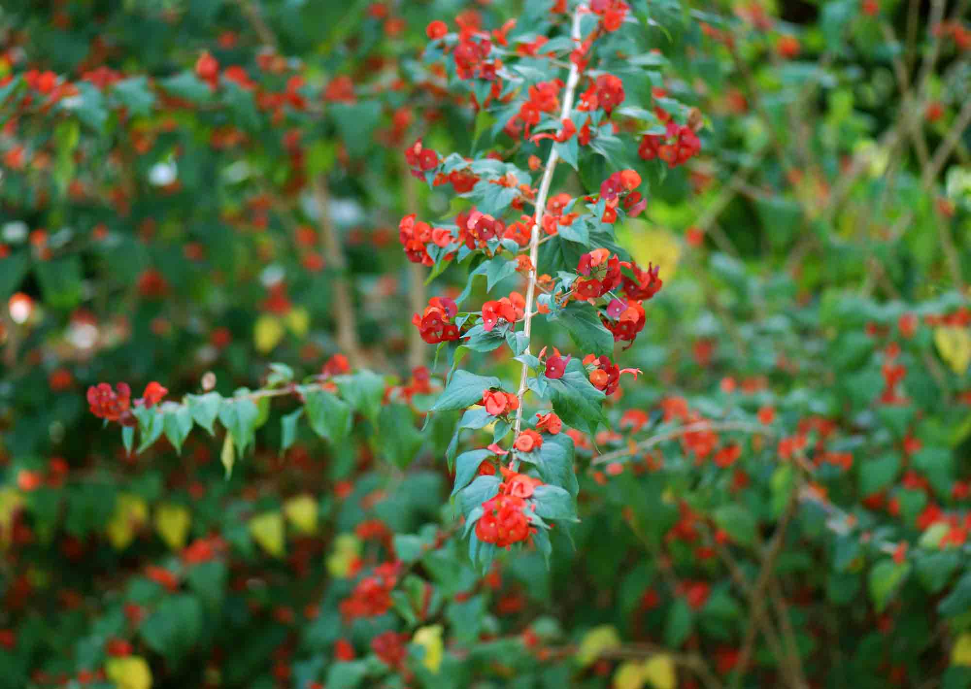 Holmskioldia sanguinea