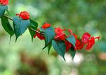 Holmskioldia sanguinea