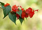 Holmskioldia sanguinea