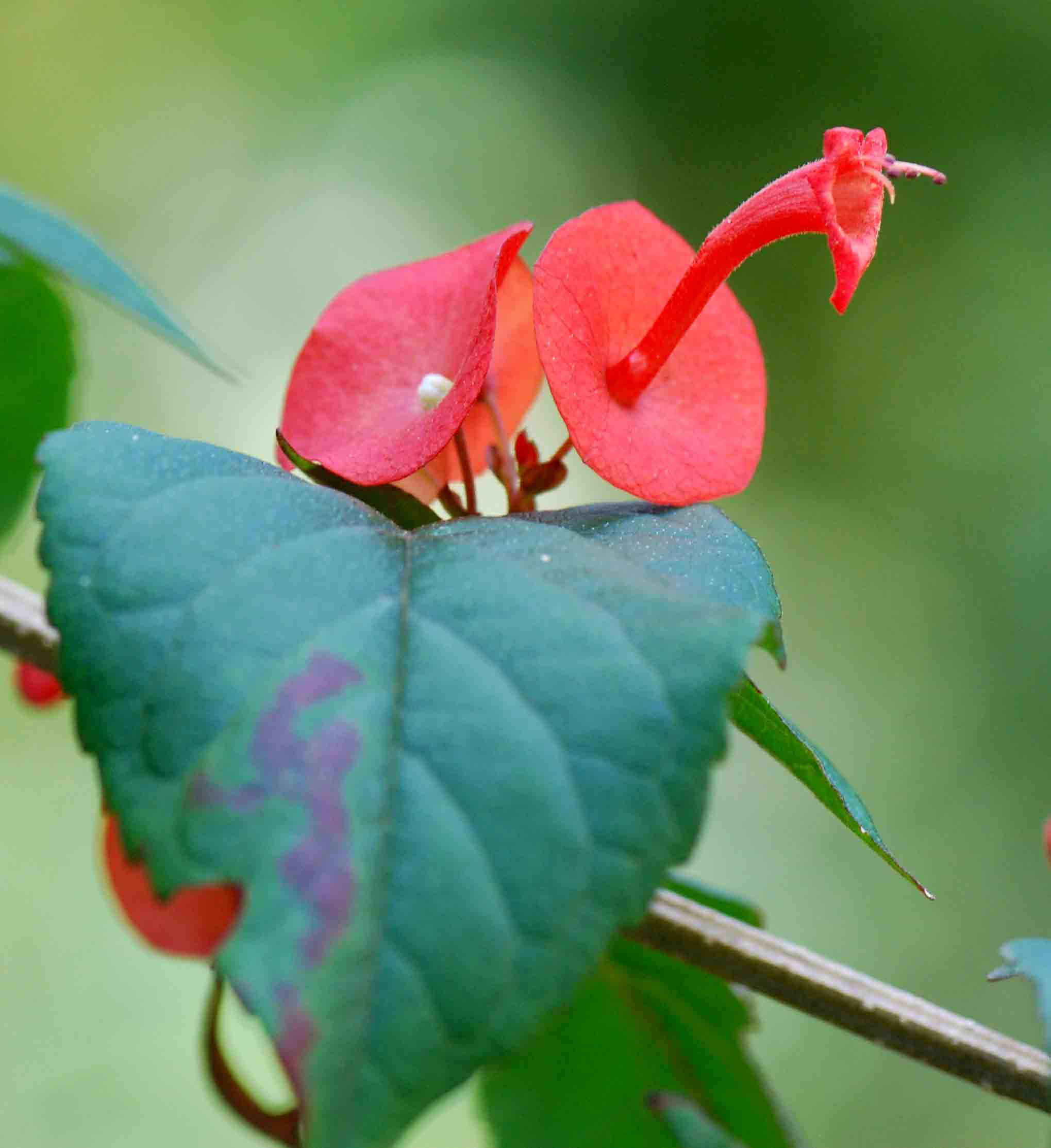 Holmskioldia sanguinea