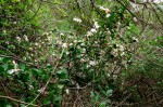 Hyperacanthus amoenus