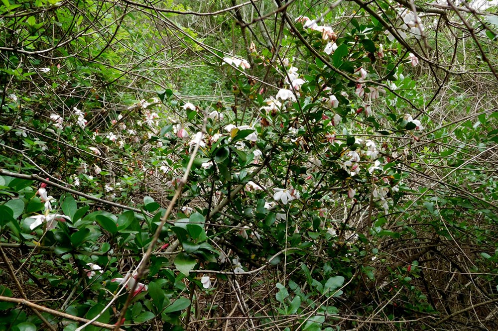 Hyperacanthus amoenus