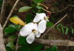 Hyperacanthus amoenus