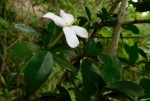 Hyperacanthus amoenus