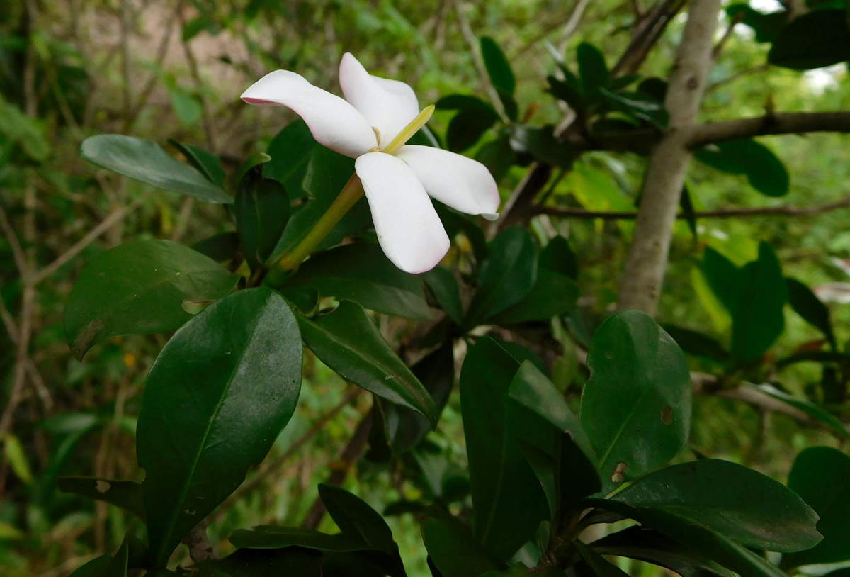 Hyperacanthus amoenus
