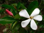 Hyperacanthus amoenus