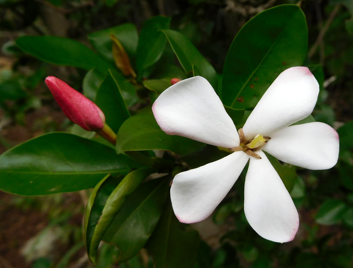 Hyperacanthus amoenus