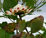Protea madiensis subsp. madiensis