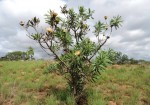 Protea caffra subsp. caffra
