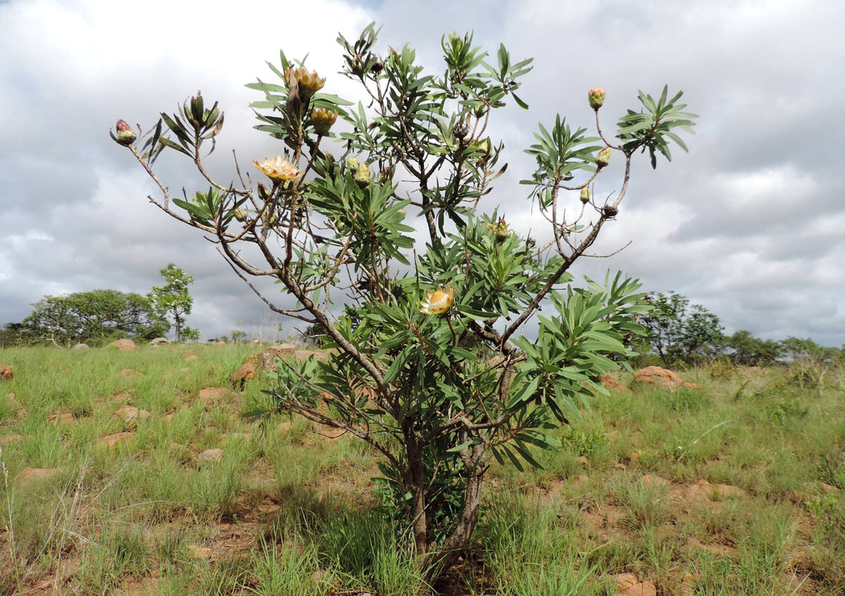 Protea caffra subsp. caffra
