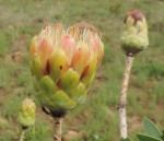 Protea caffra subsp. caffra