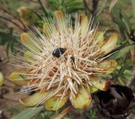 Protea caffra subsp. caffra