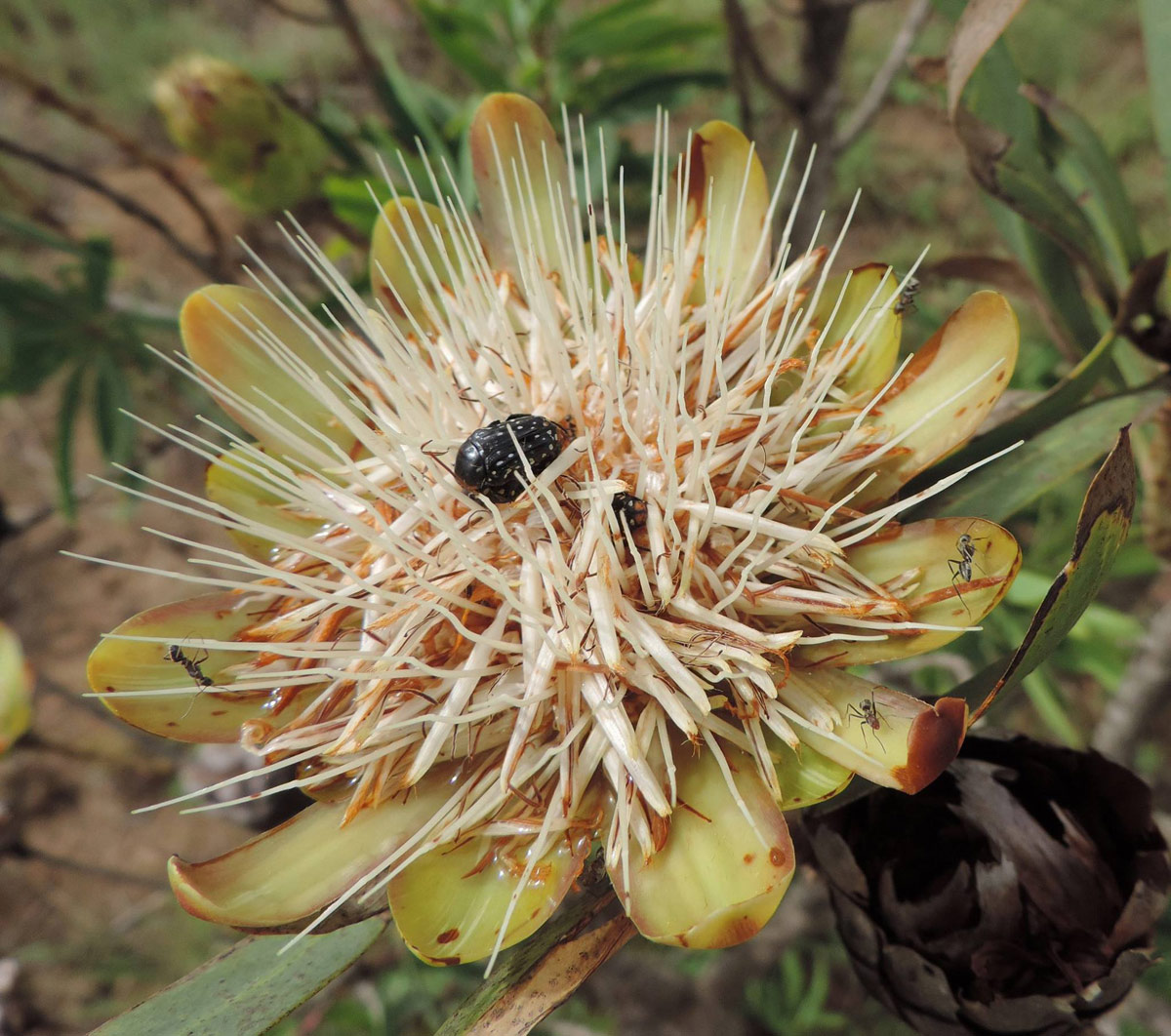 Protea caffra subsp. caffra