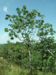 Protea rupestris