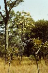 Protea rupestris
