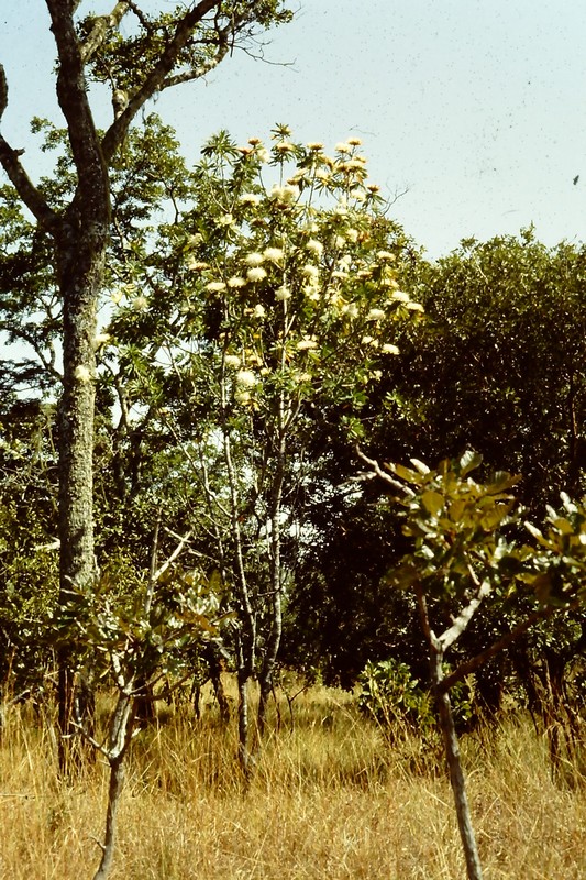 Protea rupestris