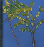 Synaptolepis oliveriana
