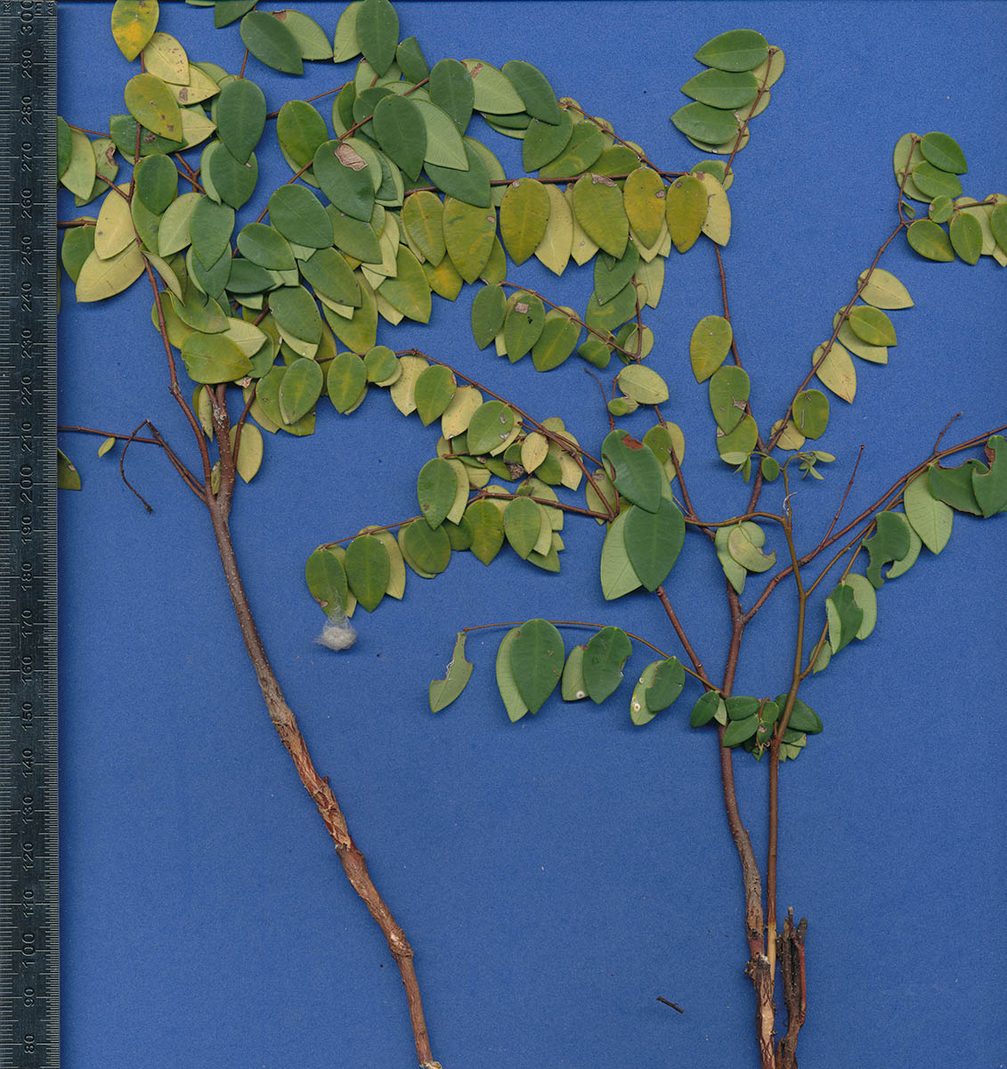 Synaptolepis oliveriana