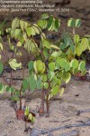Synaptolepis oliveriana
