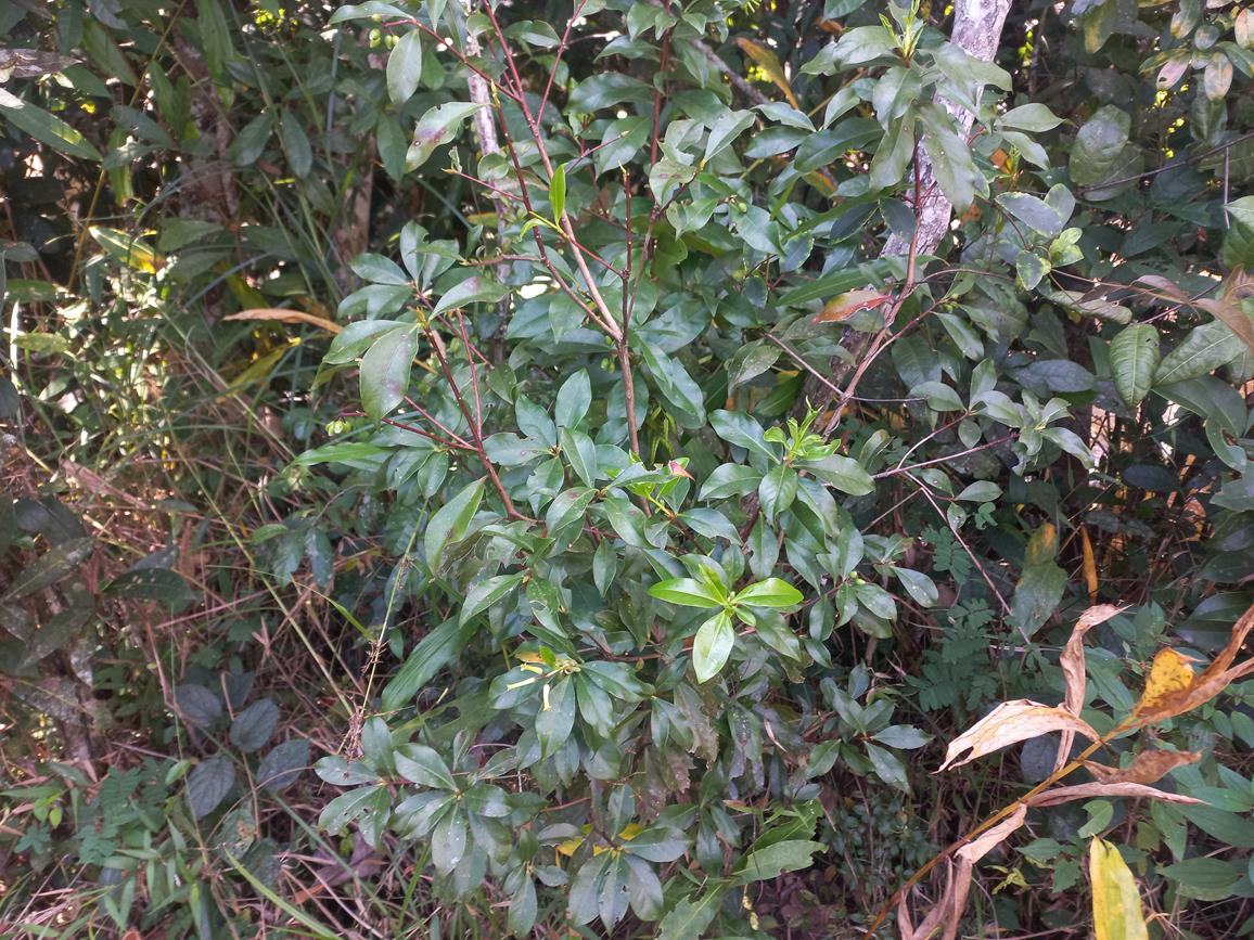 Peddiea fischeri