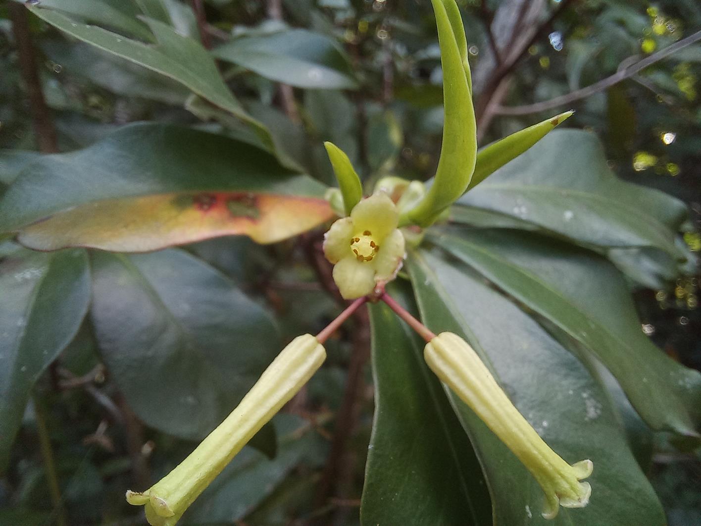Peddiea fischeri