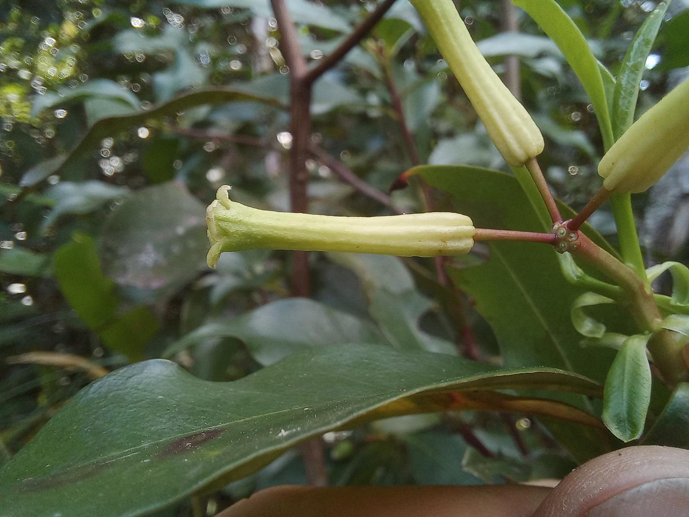 Peddiea fischeri