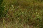 Gnidia mollis