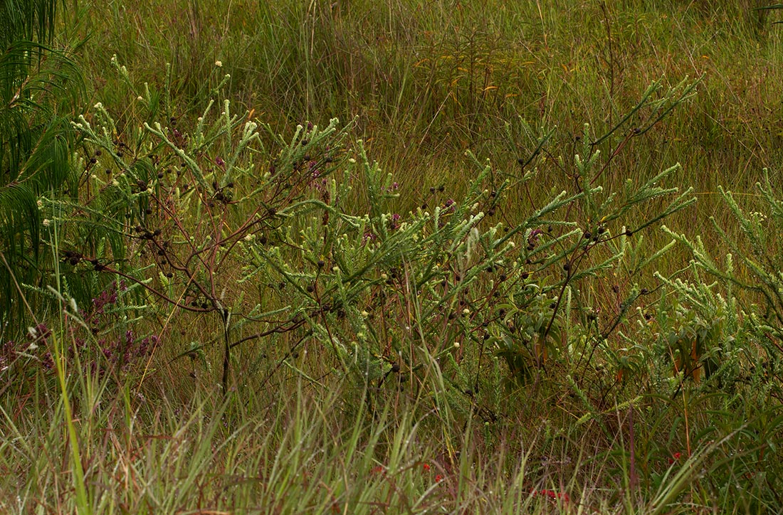 Gnidia mollis