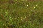Gnidia mollis