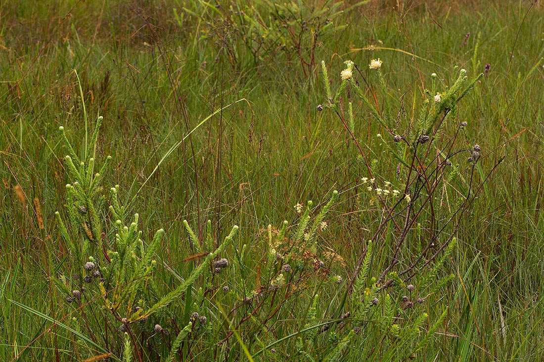 Gnidia mollis