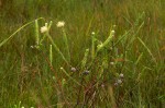 Gnidia mollis