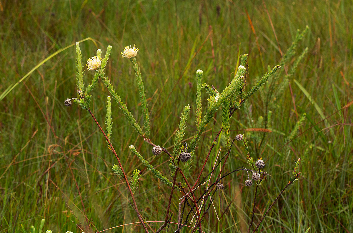 Gnidia mollis