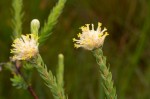 Gnidia mollis