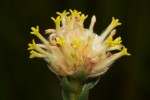 Gnidia mollis