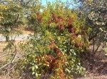 Globimetula rubripes