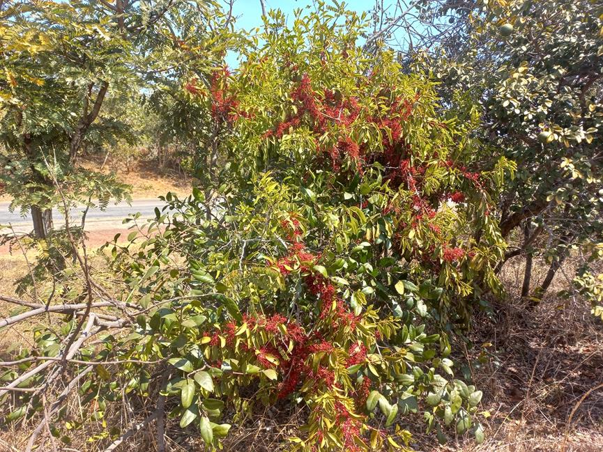 Globimetula rubripes