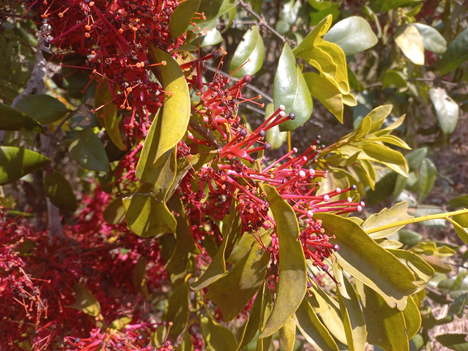 Globimetula rubripes