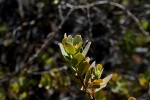 Osyris compressa